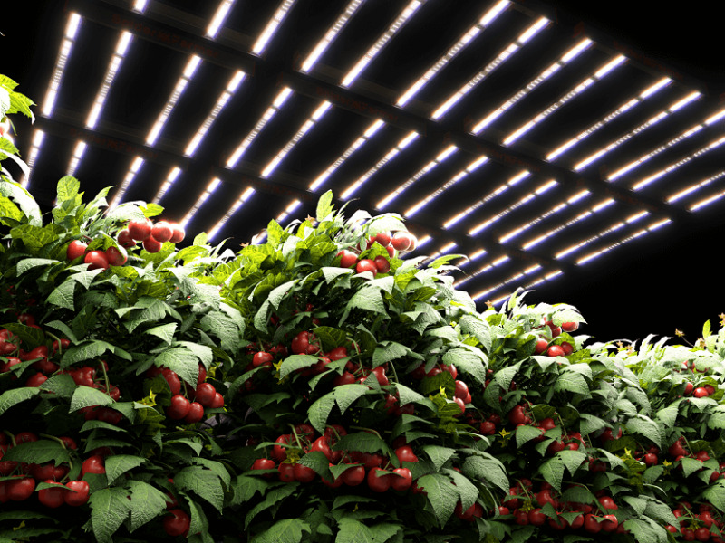 The Evolution of Grow Lights A Sustainable Shift