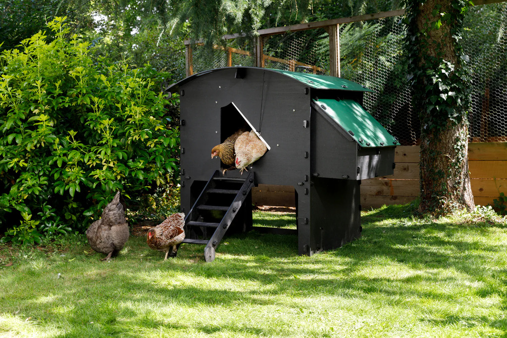Chicken Coop in outdoors