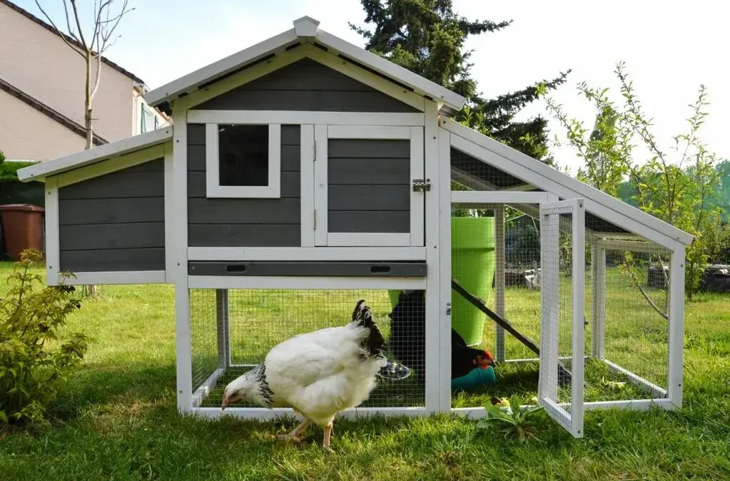 The Ultimate Guide to Raising Backyard Chickens