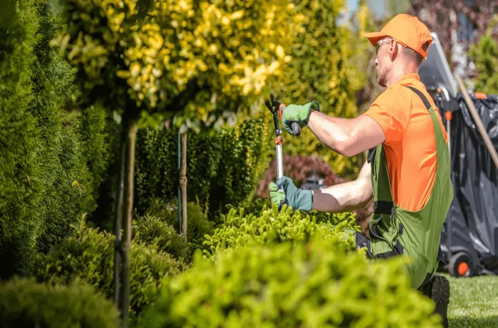 Why Regular Tree Pruning Is Essential for a Healthy Landscape