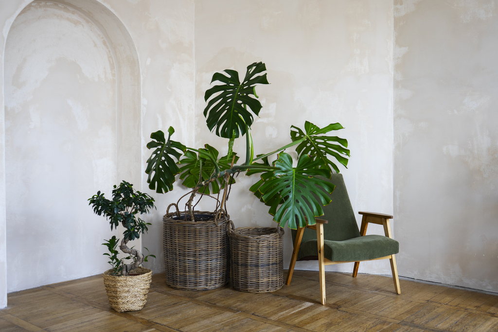 room decor with potted monstera plant
